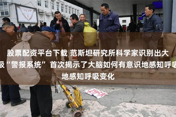 股票配资平台下载 范斯坦研究所科学家识别出大脑呼吸“警报系统” 首次揭示了大脑如何有意识地感知呼吸变化